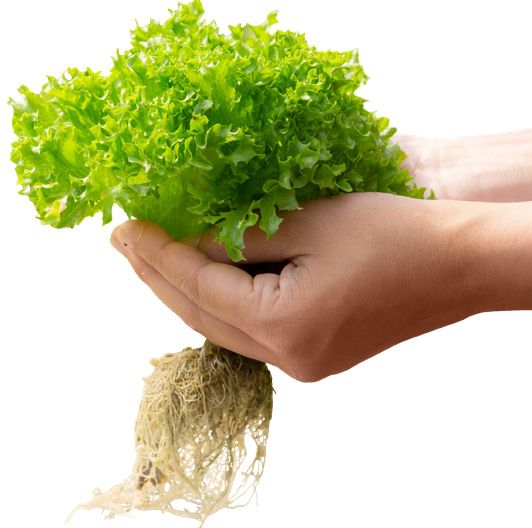 Measurement of ORP in Hydroponics - Application examples | Pocket ...