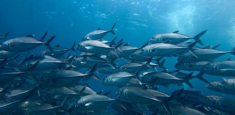 Monitoring water quality in aquaculture and fish farming - Application ...